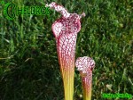 MK L19 Sarracenia Leucophylla Purple and white giant form, Route 71,Nr Altha, N.Florida,W,AH