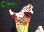 SARRACENIA LEUCOPHYLLA WhiteRed