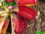 Dionaea Muscipula Muchołówka Louchapates